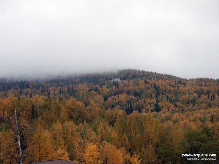 Trees at Eagle River Alaska