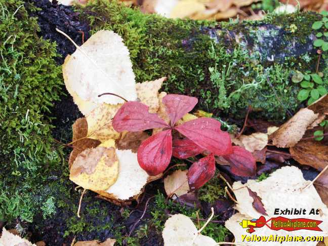 Ground Plants growing in Alaskia