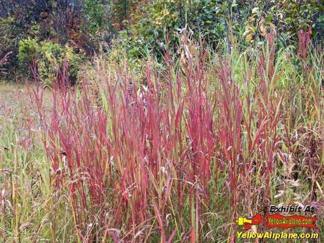 Beautiful Grasses Growing near GlenAllen Alaska