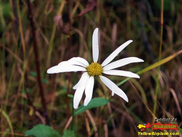 Blooming fall forest flowers near October 1st near Anchorage Alaska