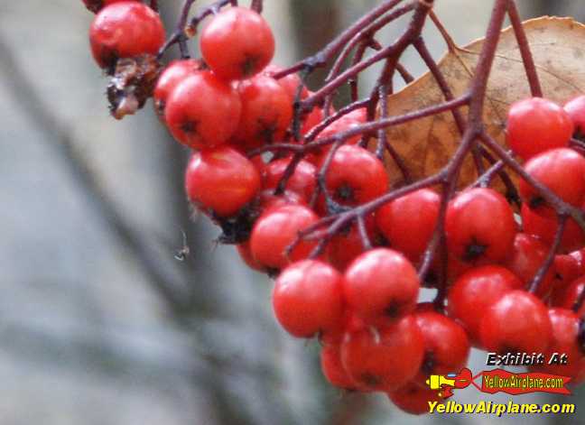 Red Berries growing in the woods of Alaska