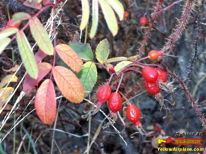Red Berry Plants Growing close to the ground in Alaska
