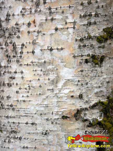A close-up picture of the birch bark on a birch tree at Mirror Lake Alaska