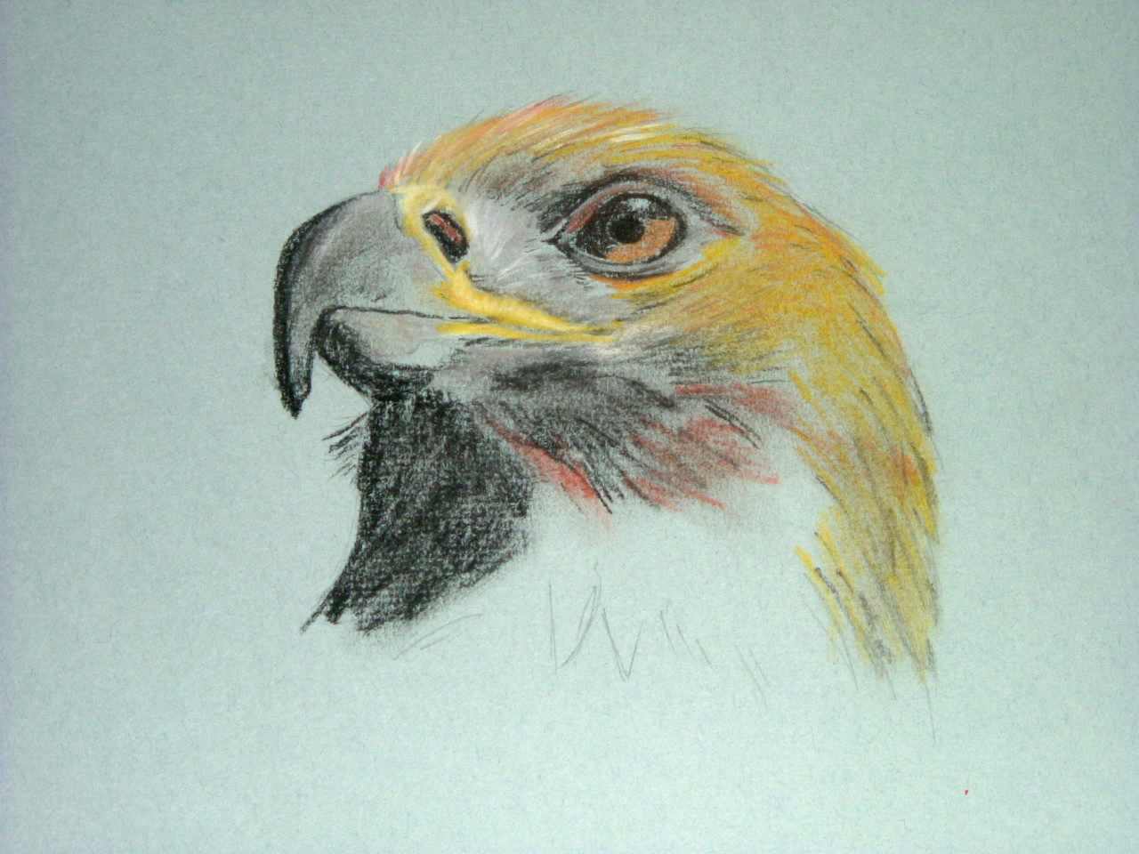 An Excellent  Bald Eagle Picture by Neil Wilkinson 2010