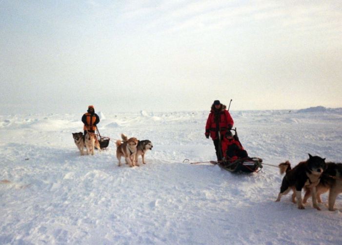 picture of many huskies pulling sleds on the North Pole.