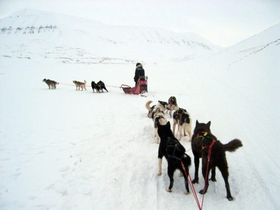 Husky dog pictures on Svalbard.