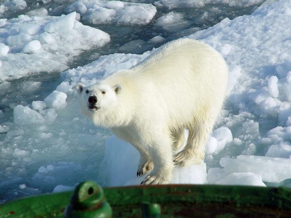 A Close up of a Polar Bear by Richard Meng.