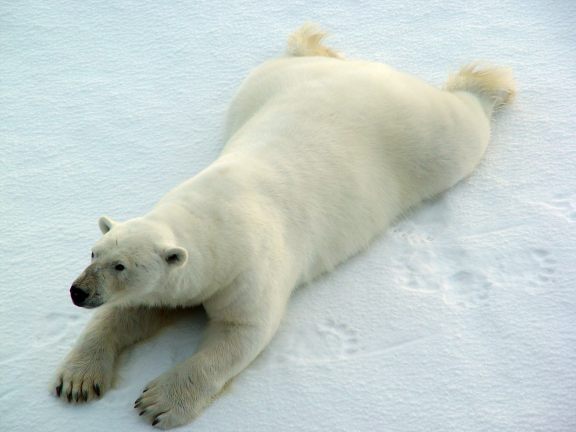 A Polar Bear laying down in this photo.